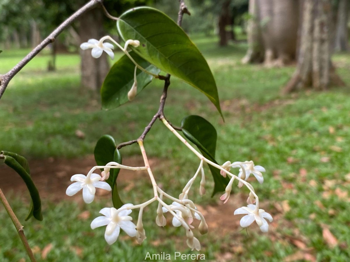 Doona venulosa Thwaites P.S.Ashton